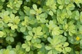 Poached egg plant Limnanthes douglasii, plants and leaves